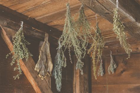 Drying Herbs Free Stock Photo Public Domain Pictures