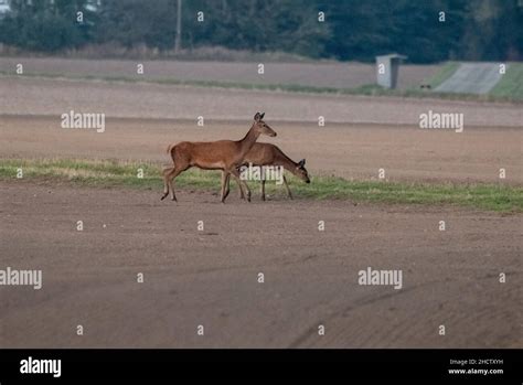 Red Deer During Mating Season Stock Photo Alamy