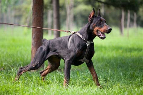How To Exercise And Build Muscle In Your Doberman Pinscher Doberman