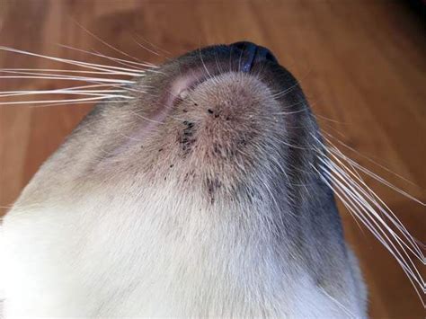 Do Plastic Food Bowls Cause Feline Acne Cat World