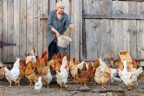 Expert Guides On Feeding Your Chickens And Have The Best Results Poultry Feed Formulation