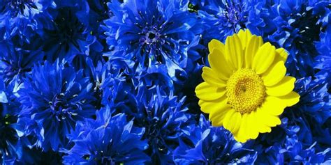 Maybe you would like to learn more about one of these? Babies With Down Syndrome Are Like a Yellow Flower in Blue ...