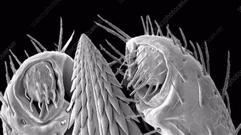 Ixodes Tick Mouthparts Sem Stock Video Clip K0072748 Science