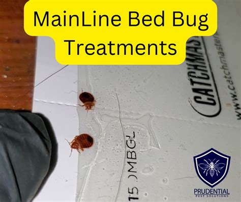 Main Line Bed Bug Exterminators Prudential Pest Solutions