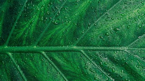 Leaf 4k Wallpapers Top Free Leaf 4k Backgrounds Wallpaperaccess