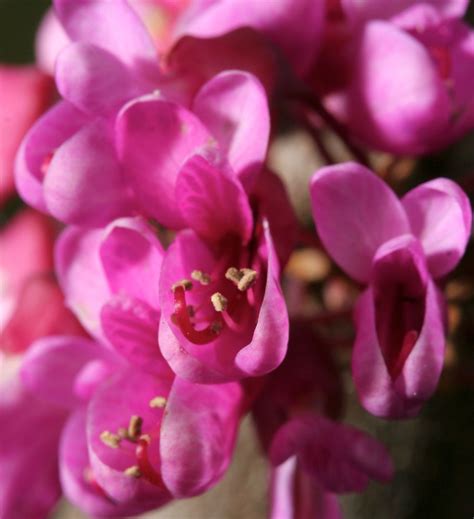 The Judas Tree Cercis Silaquastrum Is An Interesting Tree Which