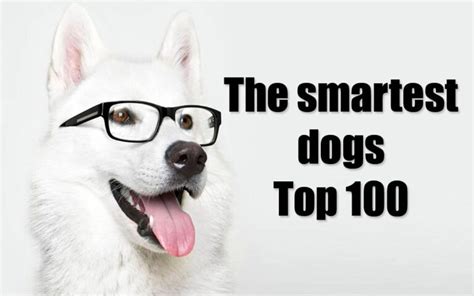 The Smartest Dogs Top 10