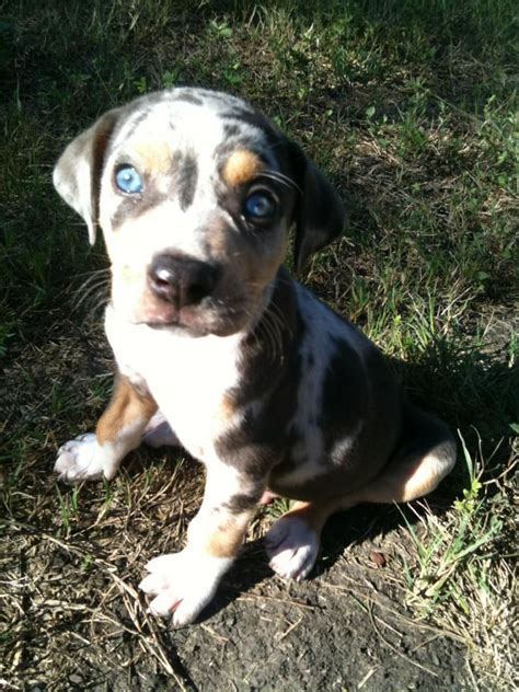 48 Best Images About Catahoula Puppies On Pinterest Adoption Be