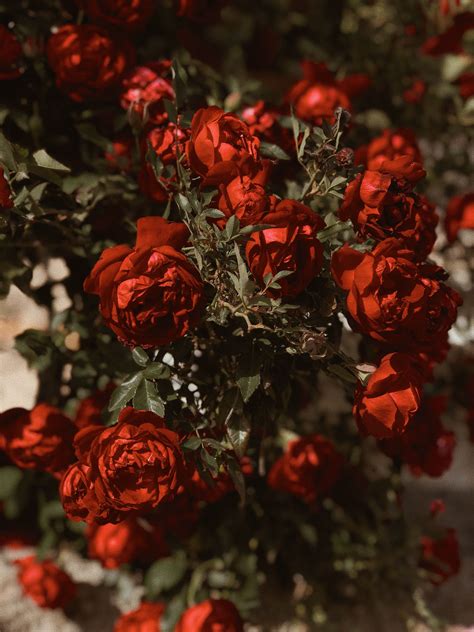Cocorrina Flower Aesthetic Red Roses Red Flowers