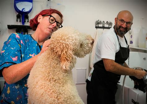 Dog Grooming Collective | Pet Art Dog Grooming | Dog Grooming Carlton North