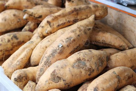 Cilembu Sweet Potato One Type Of Sweet Potato From Indonesia That Has