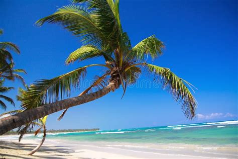 Palm On Caribbean Beach Stock Photo Image Of Tree Caribbean 15067516