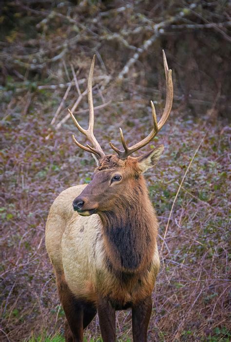Elk Portrait Photograph By Loree Johnson Pixels