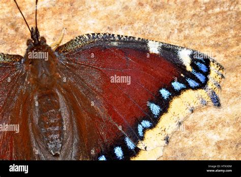 Camberwell Beauty Butterfly Nymphalis Antiopa Resting On A Deer