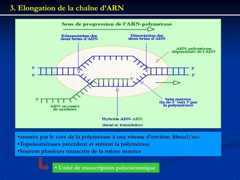 Ppt La Transcription De Ladn Chez Les Procaryotes Powerpoint Presentation Id