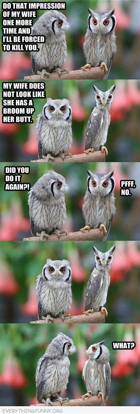 Visit For More Funny Pics Funny Owls Funny Birds
