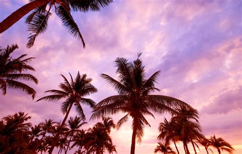 Pink Sunset Palm Trees
