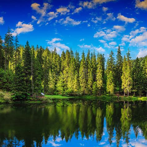 Mountain Lake In Coniferous Forest Stock Image Image Of Orange Tree