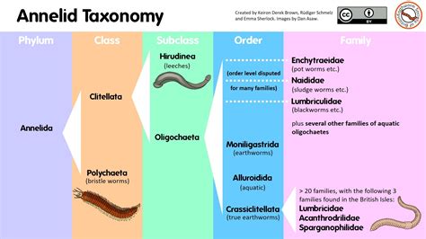 Discovering Earthworms Online Earthworm Society Of Britain