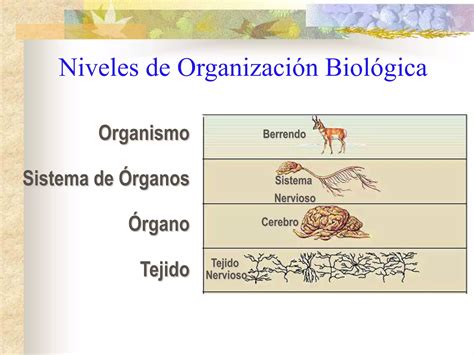 Niveles De Organizacion Biologica Ppt Descarga Gratuita