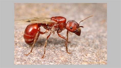 How To Get Rid Of Ants With Wings Helpful Tips