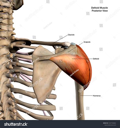 Ilustrasi Stok Deltoid Muscle Isolated Posterior View Human 1697704864