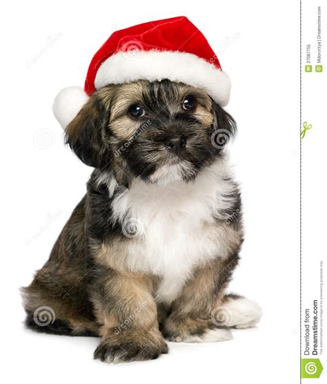 Cute Christmas Havanese Puppy Dog With A Santa Hat Stock