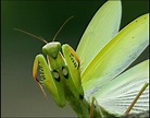 European mantis - a photo on Flickriver