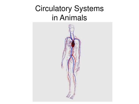 Ppt Circulatory Systems In Animals Powerpoint Presentation Free