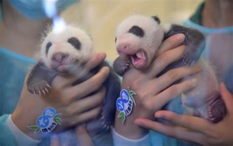 Adorable Baby Panda Twins Make Debut In Macao China