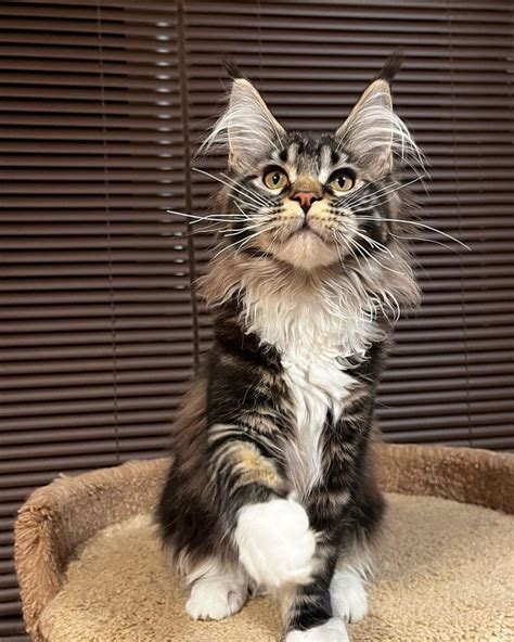 Maine Coon Giant Maine Coon Kittens For Sale Available Cats For Sale