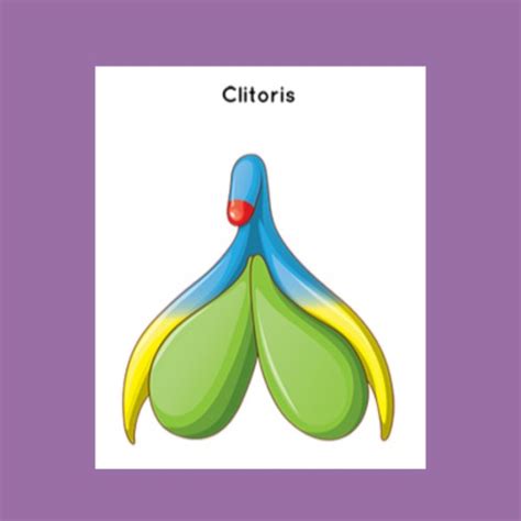 The Clitoris Lichen Sclerosus What You Need To Know LSSN