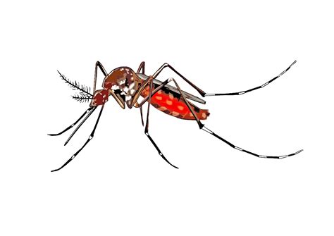 Images Of Mosquito Cartoon Clipart Best