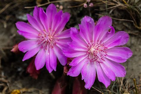 Wildflowers Yellowstone National Park Us National Park Service