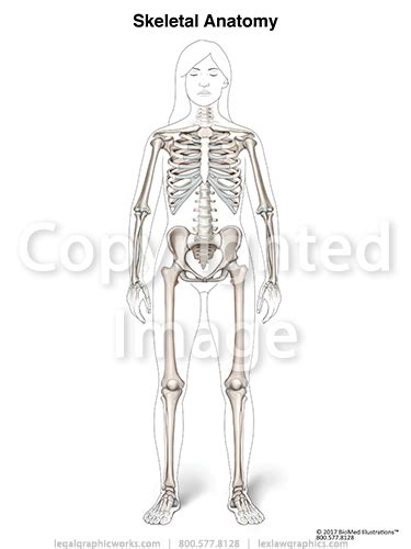 Photos Female Human Body Parts