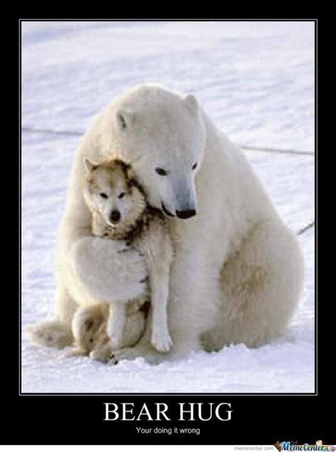 bear hug your doing it wrong hug meme picsmine