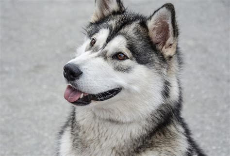 Alaskan Malamute Facts And Info Animal Corner