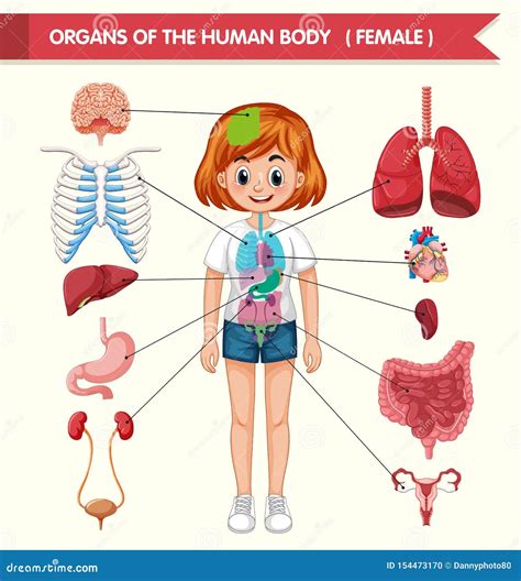 Illustrazione Medica Scientifica Degli Organi Del Corpo Umano