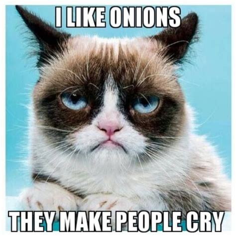 Funny Grumpy Cat Memes