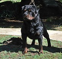 All Black Rottweiler Puppies For Sale | PETSIDI