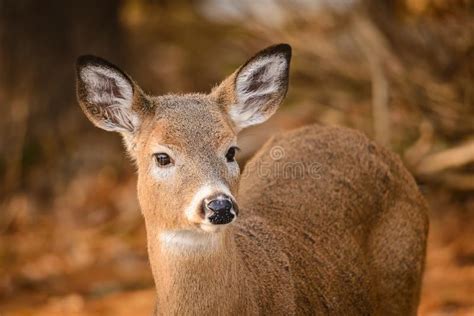 Female White Tailed Deer In Autumn Stock Photo Image Of Leaves