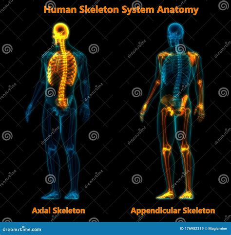 Anatomía Del Esqueleto Axial Y Apendicular Del Sistema De Esqueleto