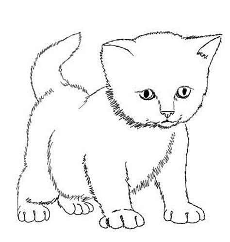 Kitten Drawing Pic Drawing Skill