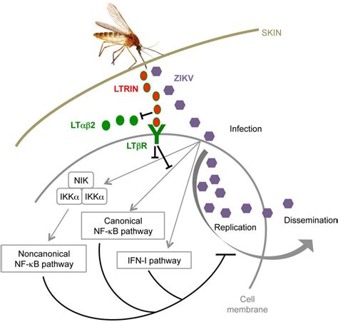 Model Of Mosquito Salivary Protein LTRIN Exhibited Augmentation For Download Scientific Diagram