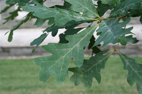 White Oak Trees