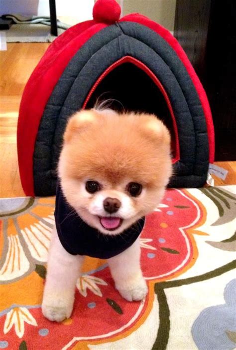 What Type Of Dog Is Boo The Cutest Dog In The World