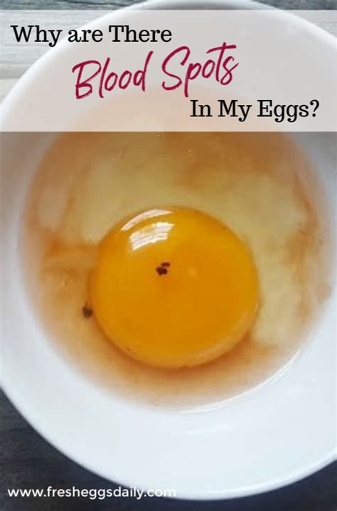 Why Are There Blood Spots In My Fresh Eggs Fresh Eggs Daily