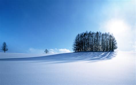 Wallpaper Sunlight Trees Landscape Nature Snow Winter Freezing