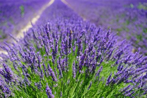 Lavandula Angustifolia Vera 24 True Lavender 500 Seeds Etsy