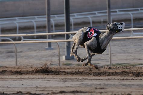 Real Mccoy Schooling Race Phoenix Greyhound Park 07072 Rick